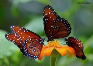 c74-2x-Majestic Monarchs Three Butterflies on Feeding on Orange Flower.jpg